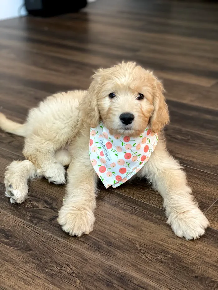 Animal Medical Clinic of Orlando 12