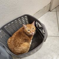 Animal Medical Clinic of Orlando ico
