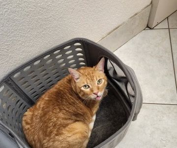 Animal Medical Clinic of Orlando