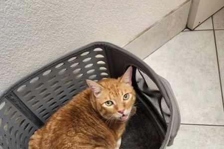 Animal Medical Clinic of Orlando