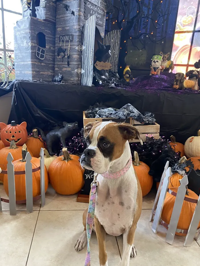 Animal Medical Clinic of Orlando 12
