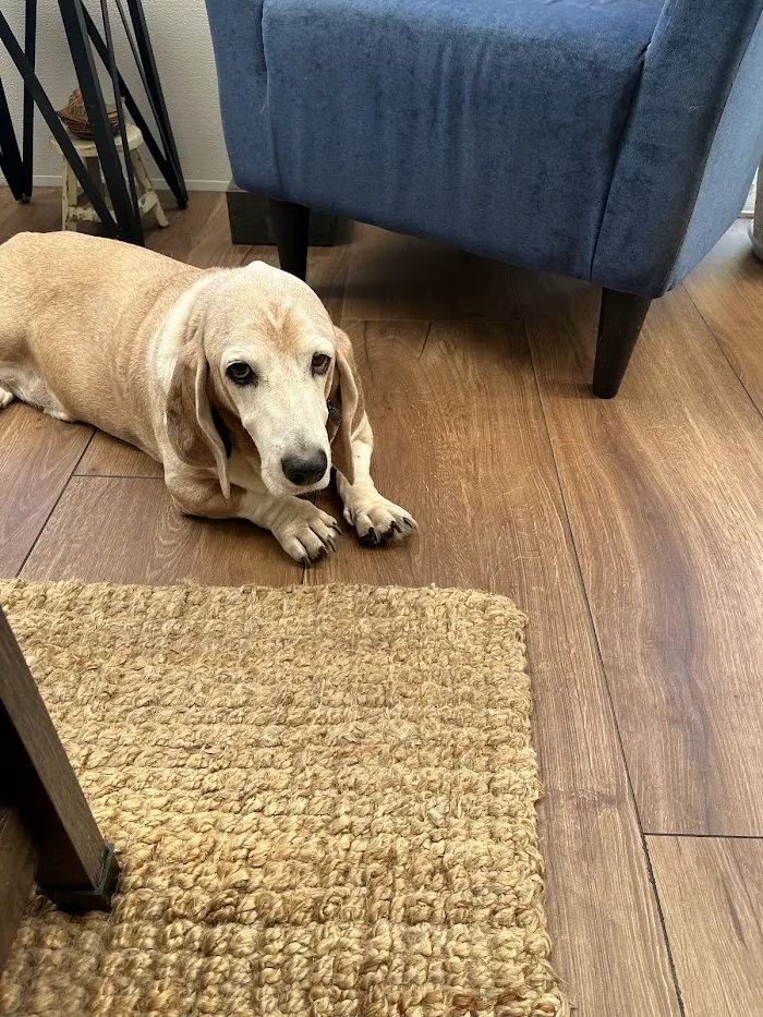 Animal Medical Clinic of Orlando 12