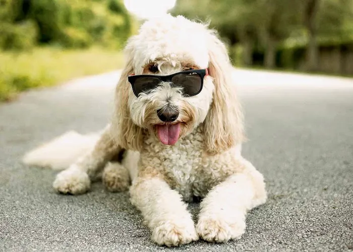 Animal Medical Clinic of Orlando 12