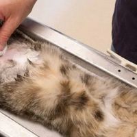 Michigan Street Animal Hospital ico