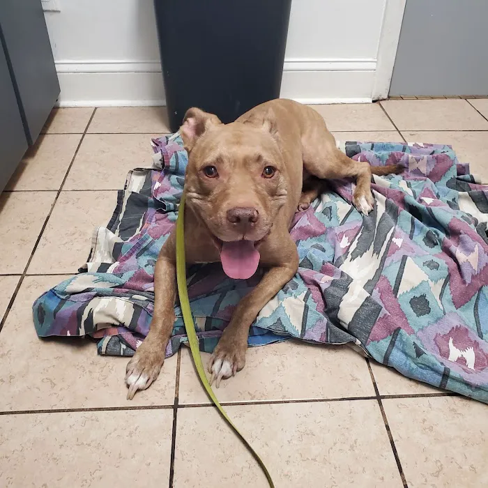 Michigan Street Animal Hospital 12