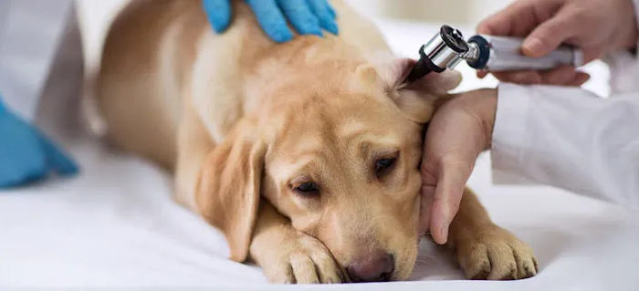 Michigan Street Animal Hospital 12