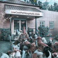 Semoran & 408 Pet Doc Hospital ico