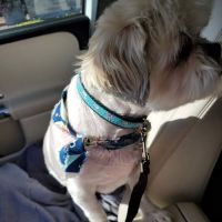 Banfield Pet Hospital ico
