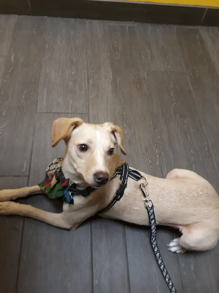 Banfield Pet Hospital 4