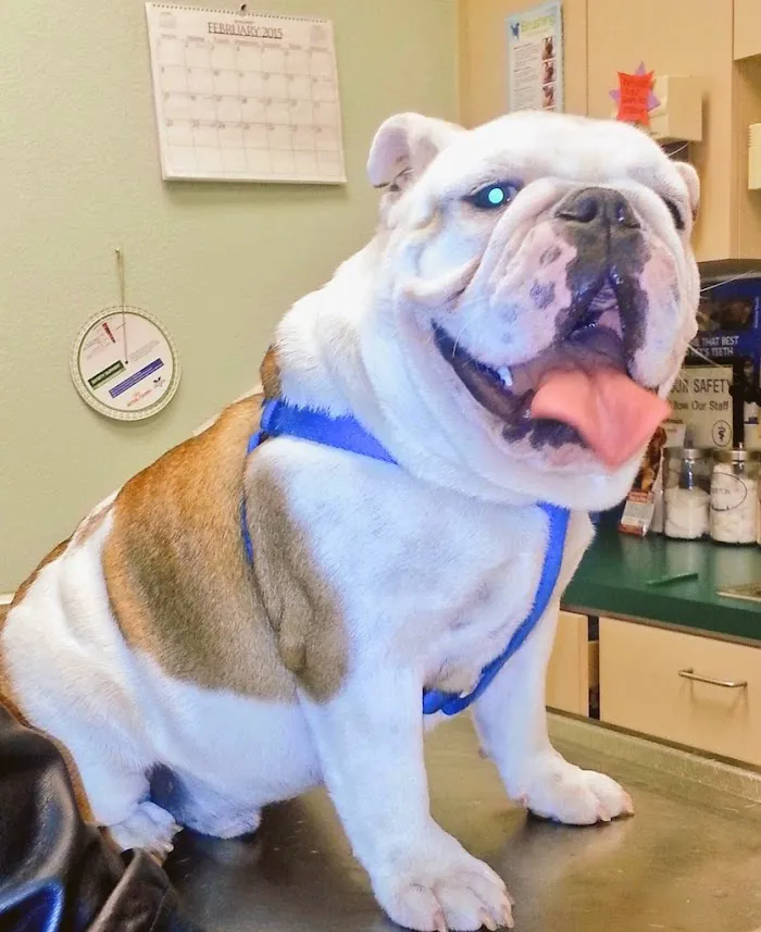 Underhill Animal Hospital 12