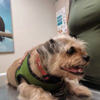 Underhill Animal Hospital ico
