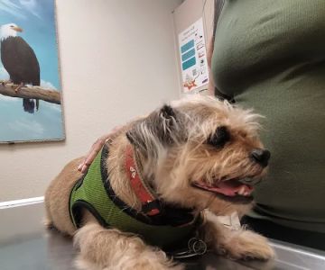 Underhill Animal Hospital