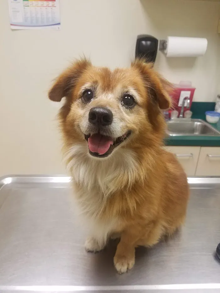 Underhill Animal Hospital 12