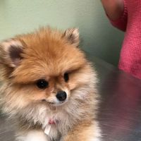 Animal Hospital at Baldwin Park ico