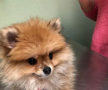 Animal Hospital at Baldwin Park