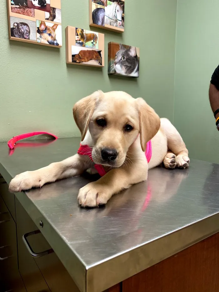 Animal Hospital at Baldwin Park 8