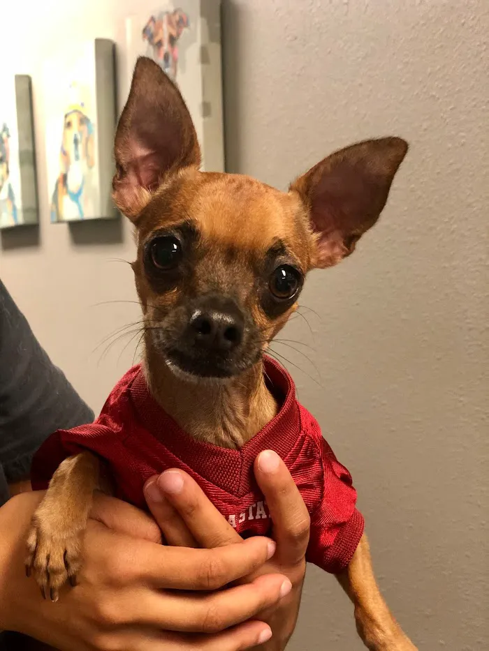 Corrine Drive Animal Hospital 12