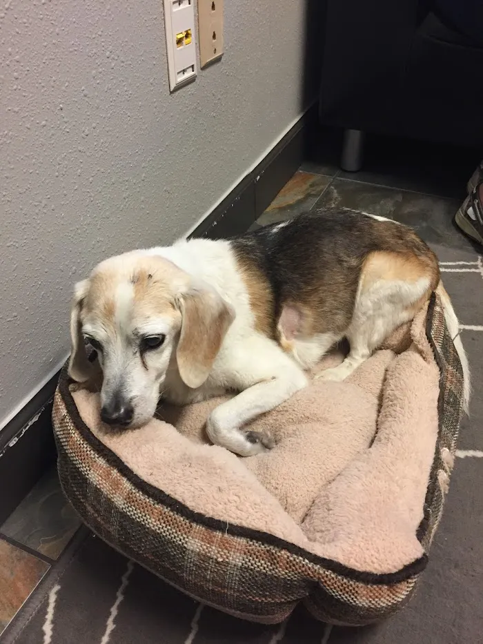 Corrine Drive Animal Hospital 12
