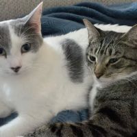 Corrine Drive Animal Hospital ico
