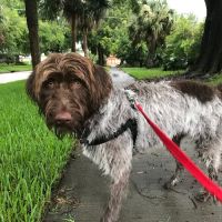 Varsity Veterinary Center ico