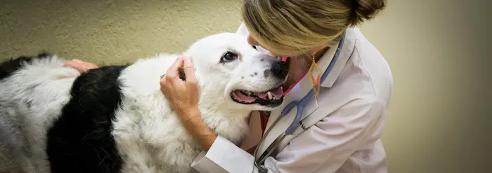 Downtown Pet Hospital 12