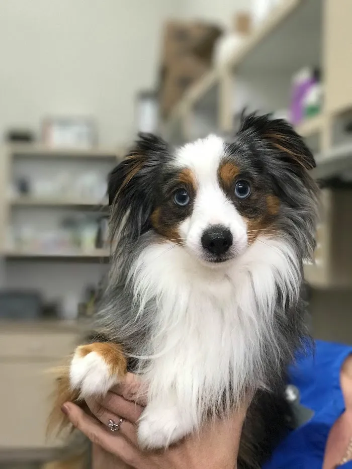 Downtown Pet Hospital 12