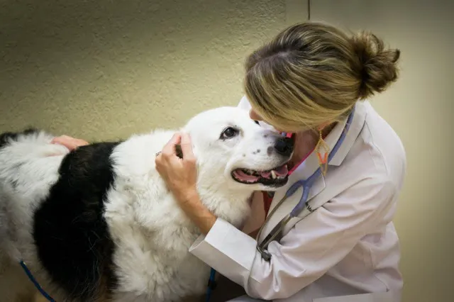 Downtown Pet Hospital 12