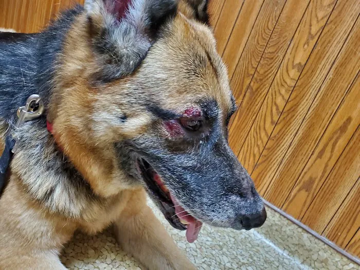 John Young Parkway Animal Hospital 12