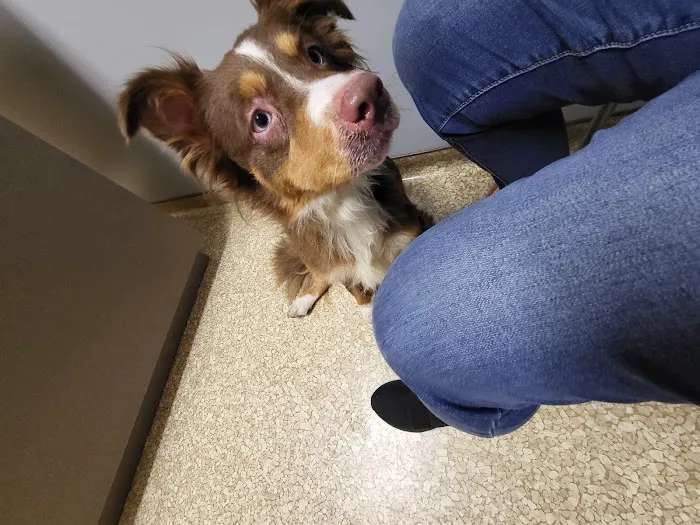 John Young Parkway Animal Hospital 12
