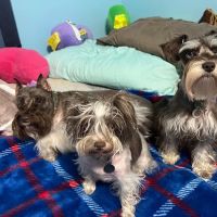 College Park Animal Clinic ico