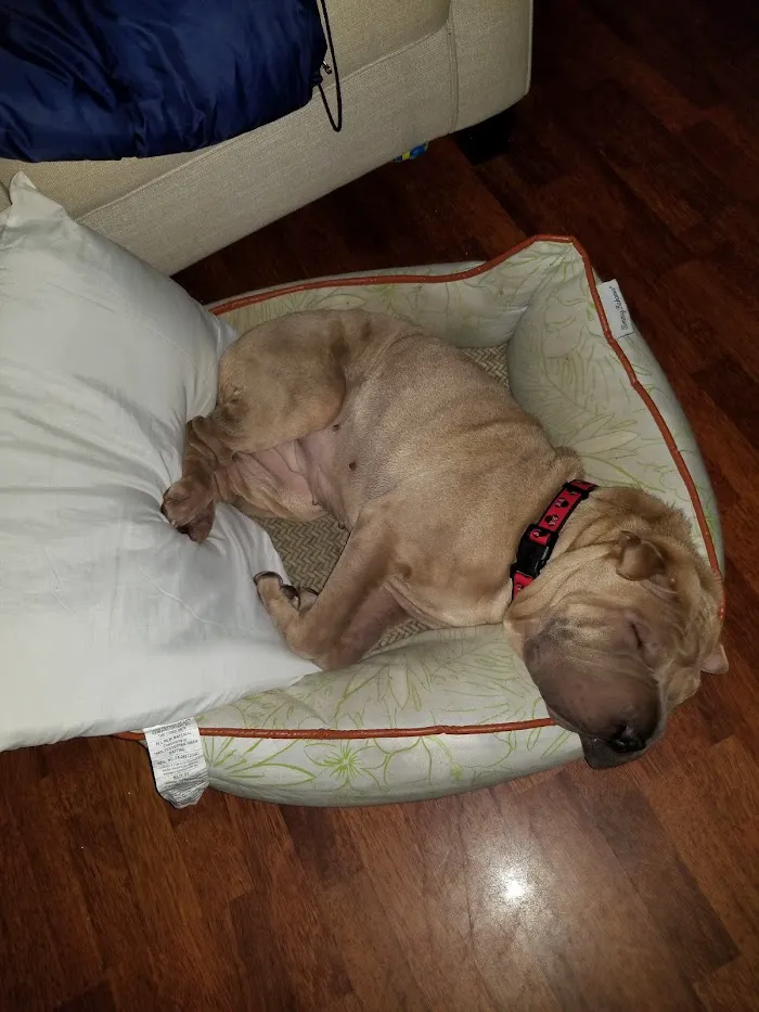 Companion Care Pet Hospital 12