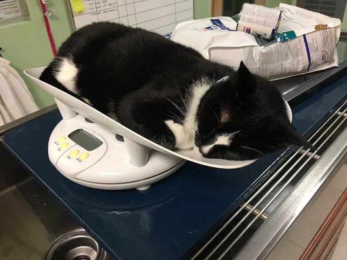 Companion Care Pet Hospital 12