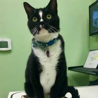 Companion Care Pet Hospital ico