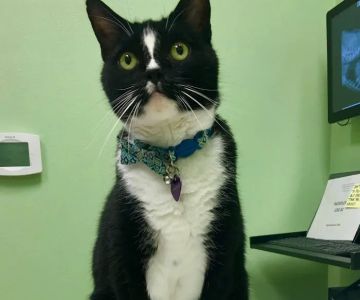 Companion Care Pet Hospital