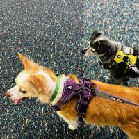 Banfield Pet Hospital ico