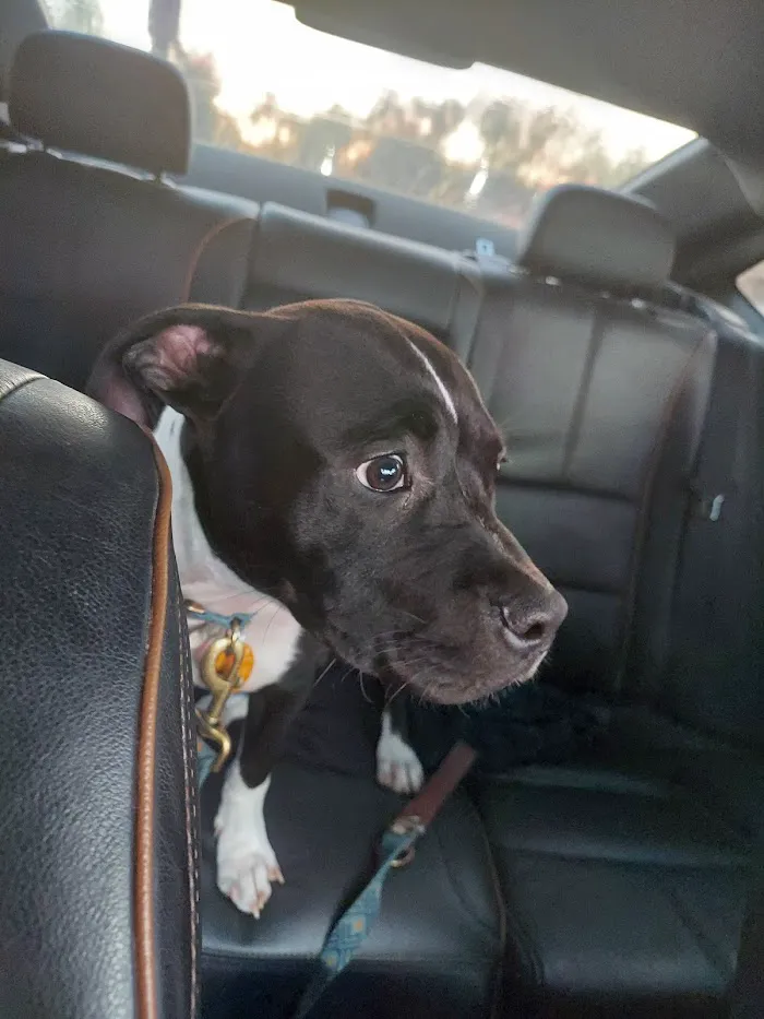 Banfield Pet Hospital 6