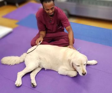 Integrative Animal Hospital of Central Florida