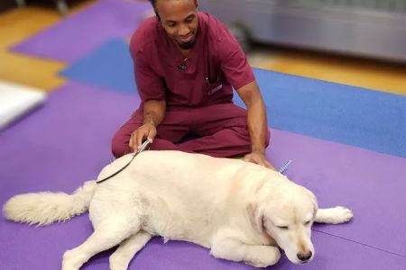 Integrative Animal Hospital of Central Florida