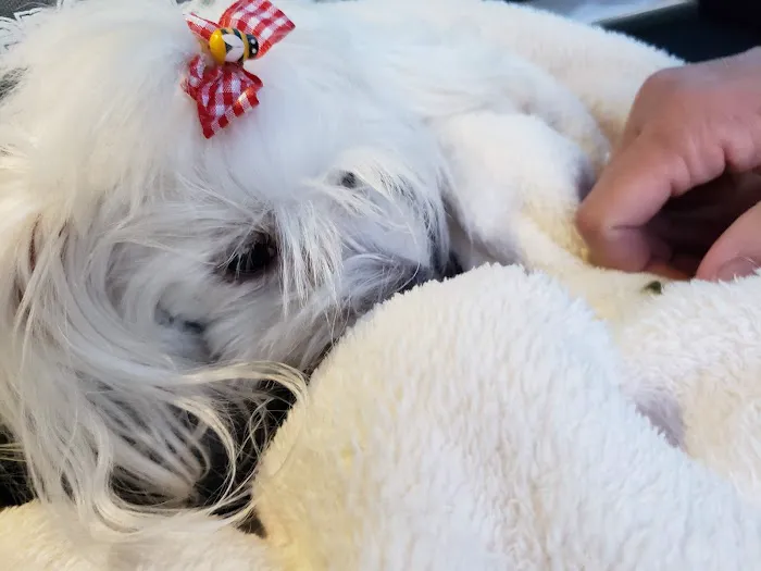 Integrative Animal Hospital of Central Florida 12