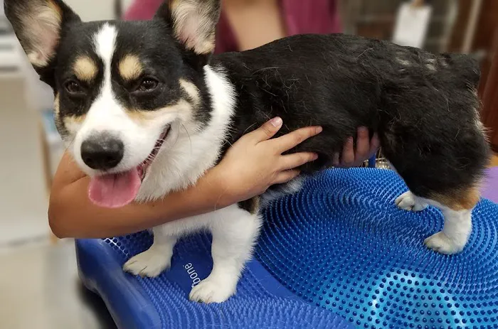 Integrative Animal Hospital of Central Florida 12