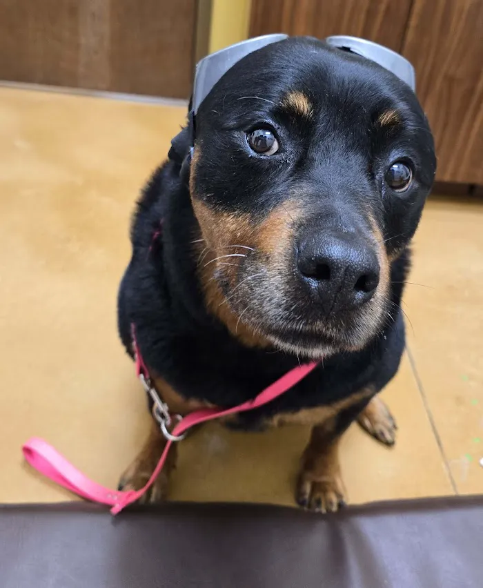 Integrative Animal Hospital of Central Florida 12