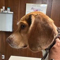 Sanford Veterinary Hospital ico