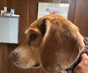 Sanford Veterinary Hospital