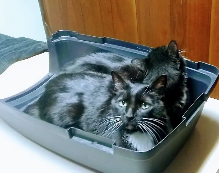 Sanford Veterinary Hospital 3