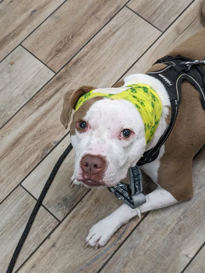 NewDay Veterinary Care 12