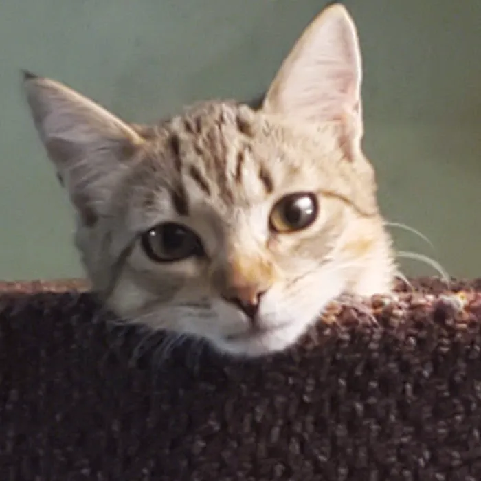 Lake Mary Veterinary Clinic: Porter Amy M DVM 12