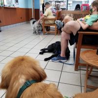 Lake Mary Veterinary Clinic: Porter Amy M DVM ico
