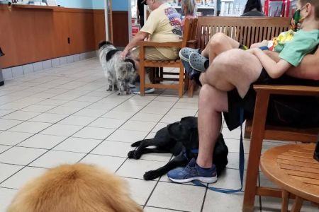Lake Mary Veterinary Clinic: Porter Amy M DVM