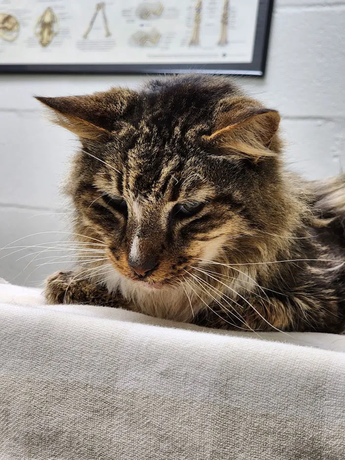 Lake Mary Veterinary Clinic: Porter Amy M DVM 12