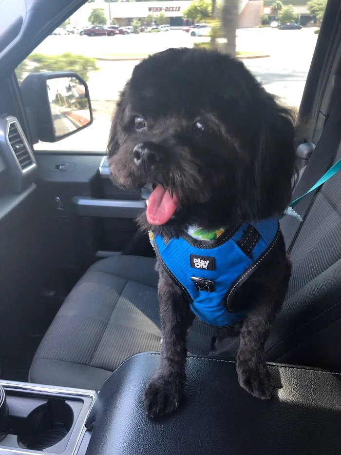 Lake Mary Veterinary Clinic: Porter Amy M DVM 12